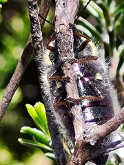 Neojulodis