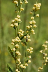 Artemisia latifolia