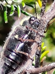Neojulodis
