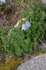 Codonopsis clematidea