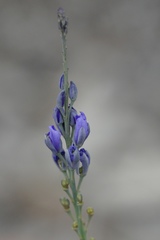 Comesperma calymega