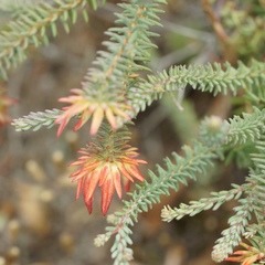 Darwinia