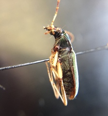 Chlaenius solitarius