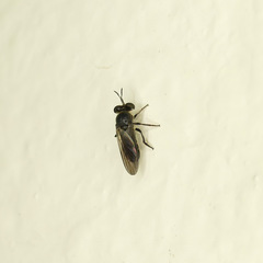 Cerotainia macrocera
