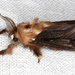 Common Case Moth - Photo (c) Victor W Fazio III, some rights reserved (CC BY-NC), uploaded by Victor W Fazio III