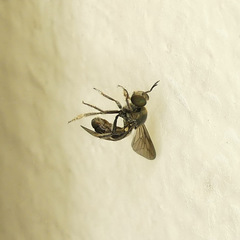Cerotainia macrocera