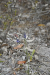 Comesperma calymega