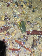 Ranoidea gracilenta
