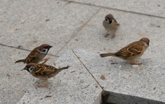 Passer montanus
