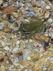 Ranoidea caerulea