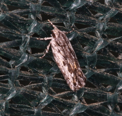 Ardozyga amblopis