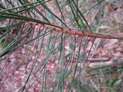 Pinus densiflora