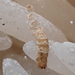 Tribolium castaneum
