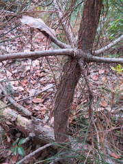 Pinus densiflora