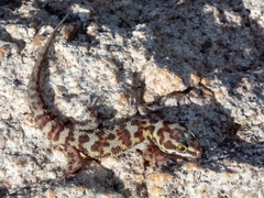 Pachydactylus weberi