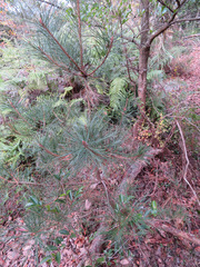 Pinus densiflora