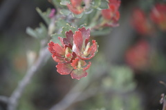 Adenanthos cuneatus