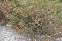Adenanthos cuneatus