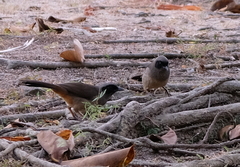 Pterorhinus perspicillatus