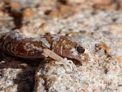Pachydactylus latirostris