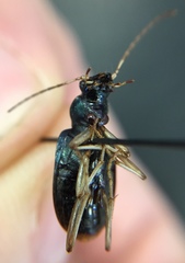 Chlaenius solitarius