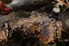 Lasionectria lecanodes