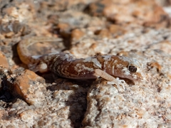 Pachydactylus latirostris
