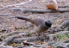 Pterorhinus perspicillatus