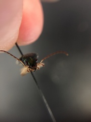 Chlaenius solitarius