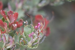 Adenanthos cuneatus