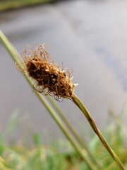 Plantago lanceolata