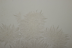 Lasionectria lecanodes