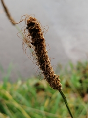 Plantago lanceolata