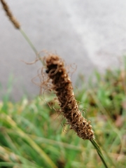 Plantago lanceolata