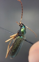 Chlaenius solitarius