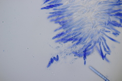 Lasionectria lecanodes