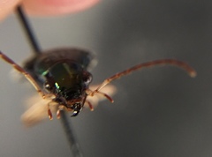 Chlaenius solitarius