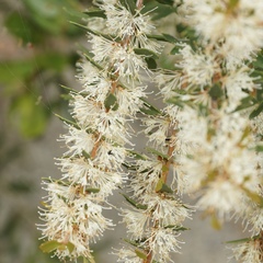 Hakea florida