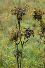 Peucedanum morisonii