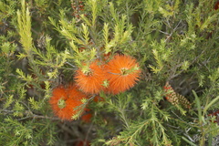 Melaleuca lateritia