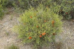 Melaleuca lateritia