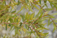 Hakea florida