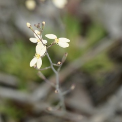 Stylidium spathulatum