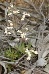 Stylidium spathulatum