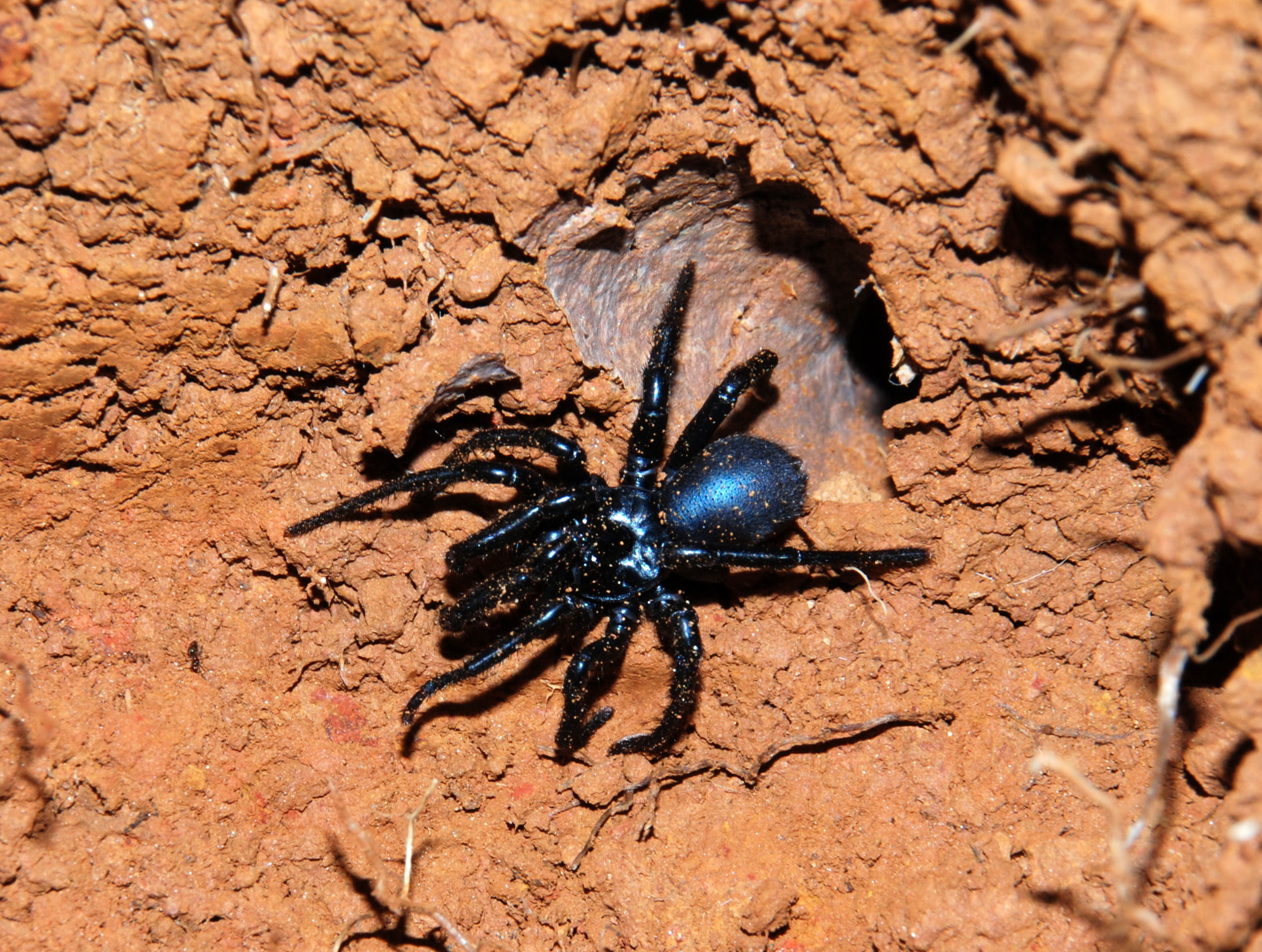 Actinopus tutu Miglio, Pérez-Miles & Bonaldo, 2020