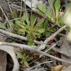 Stylidium spathulatum