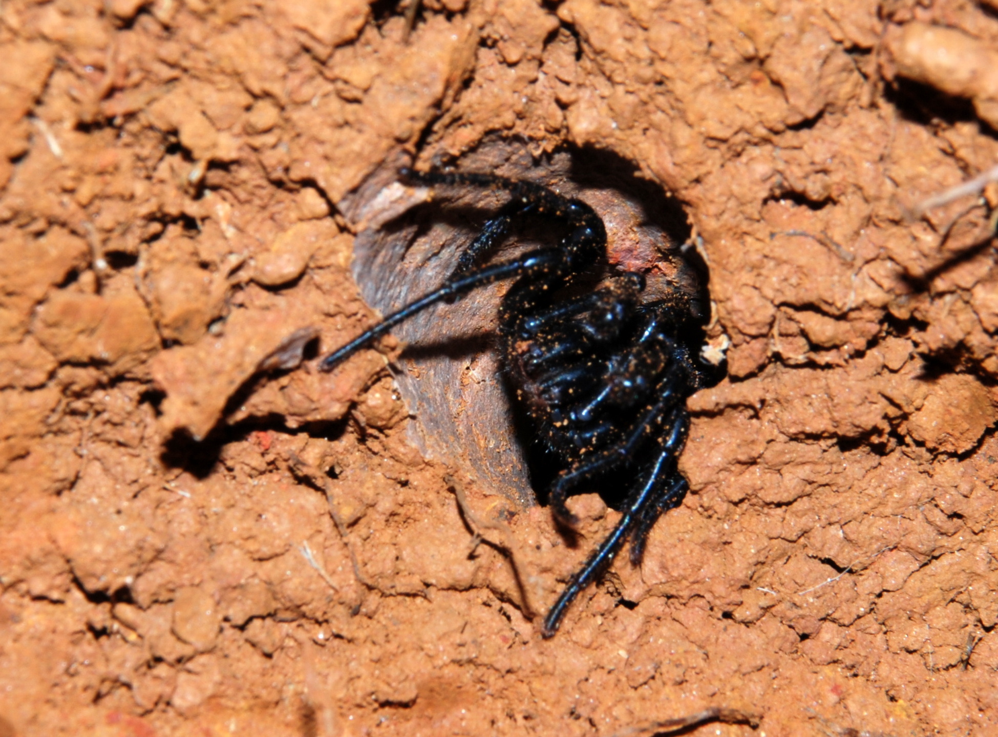 Actinopus tutu Miglio, Pérez-Miles & Bonaldo, 2020