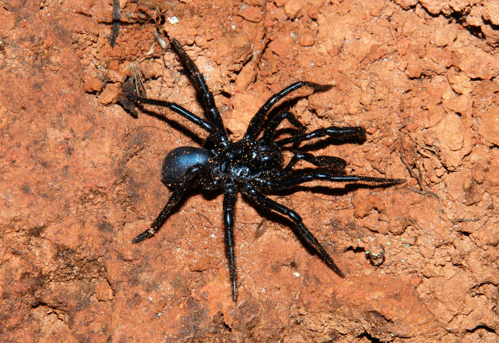 Actinopus tutu Miglio, Pérez-Miles & Bonaldo, 2020