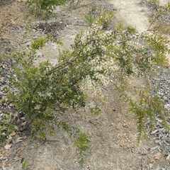Hakea florida