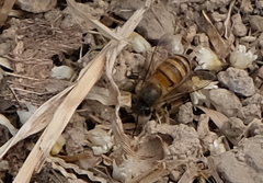 Apis cerana